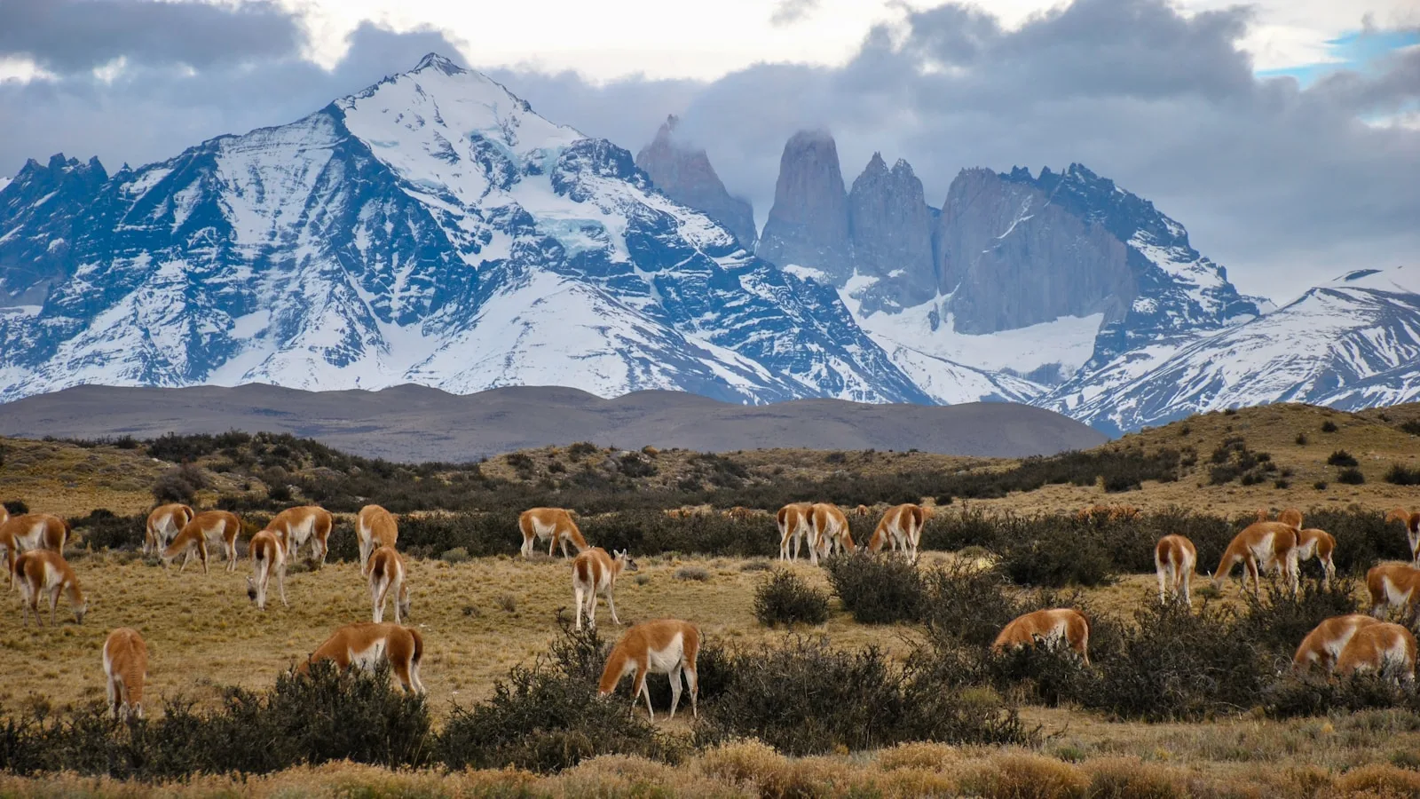 Chili : Torres del Paine et la CONAF