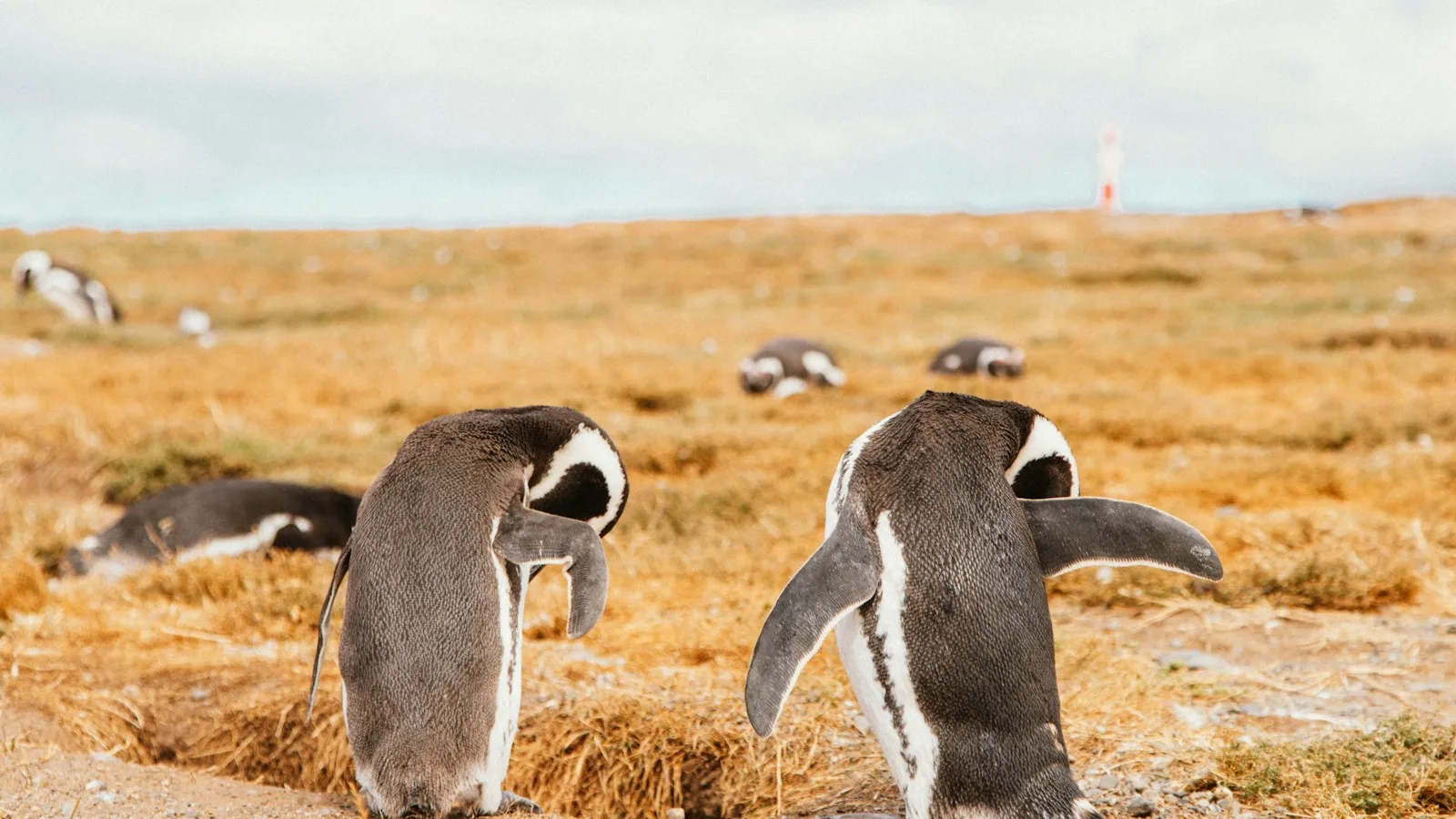 Colonie de manchots de Magellan sur l'Isla Magdalena dans le détroit de Magellan près de Punta Arenas