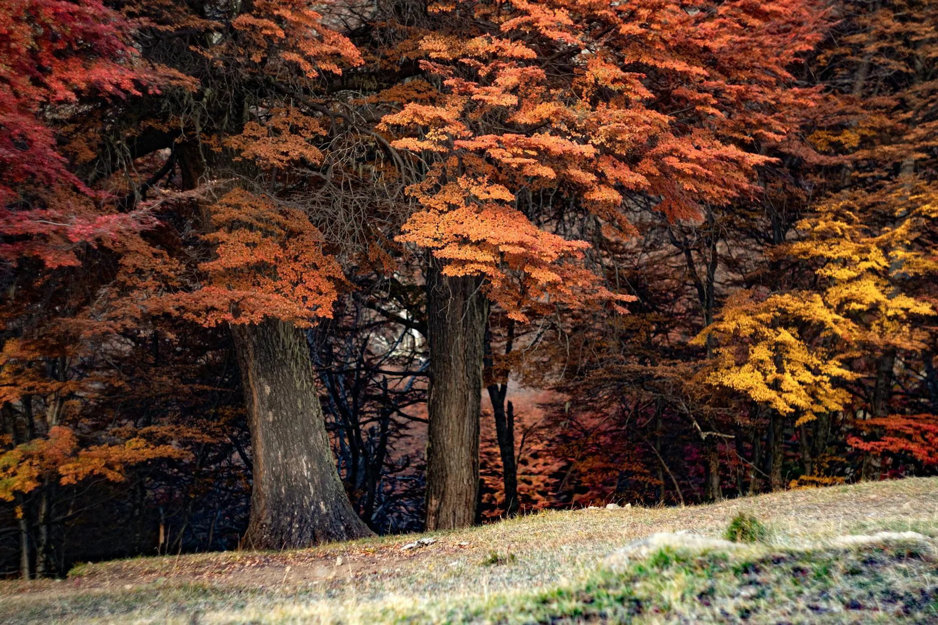 L'automne : la saison des couleurs