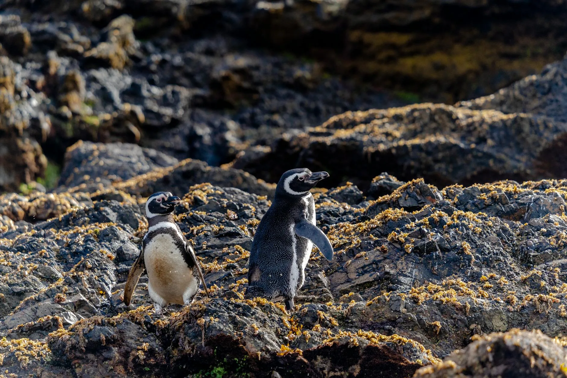 4. 🐧 Observation des manchots (Isla Martillo)
