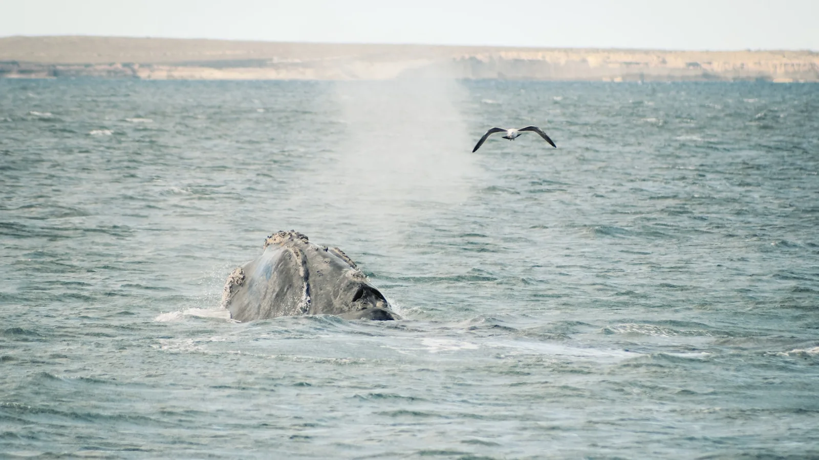 Les baleines franches australes : l'attraction principale