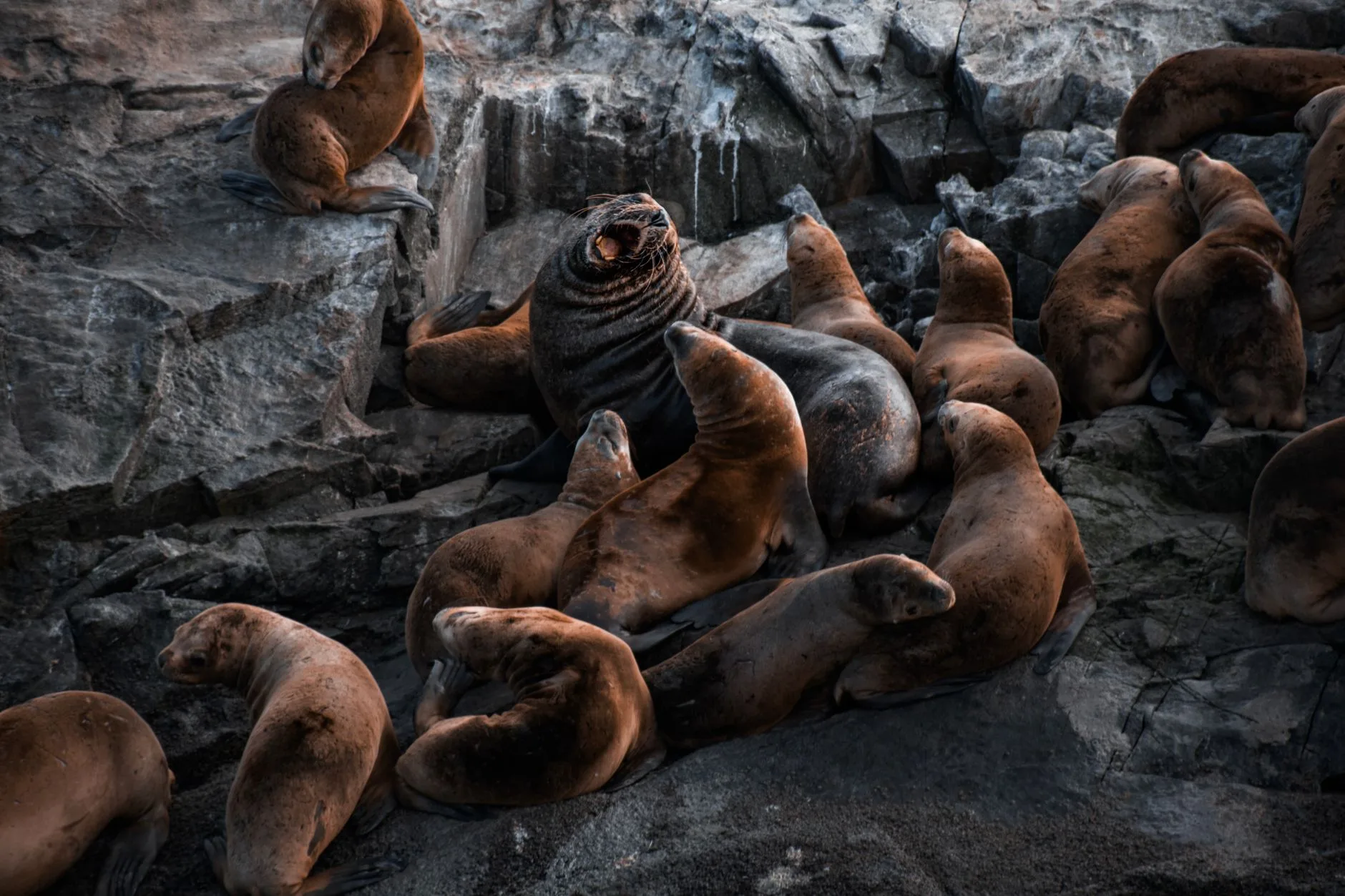 Les orques de Punta Norte : un spectacle unique au monde