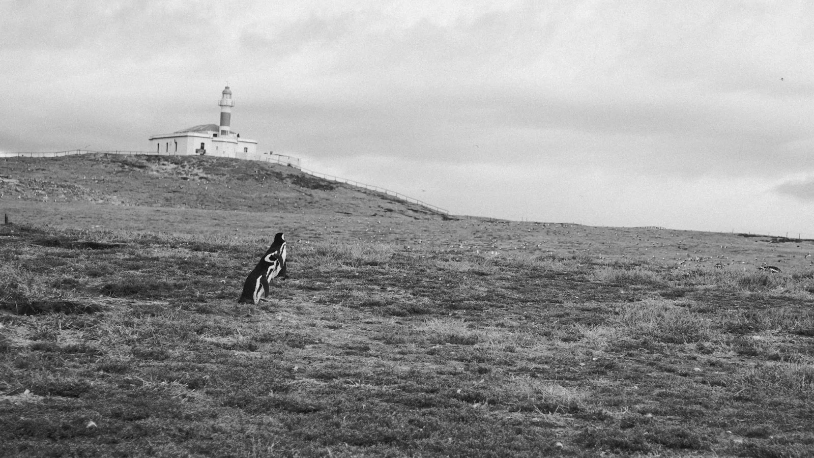 L'excursion incontournable : les manchots de l'Île Magdalena
